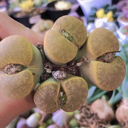 无花朵1208，大群如图