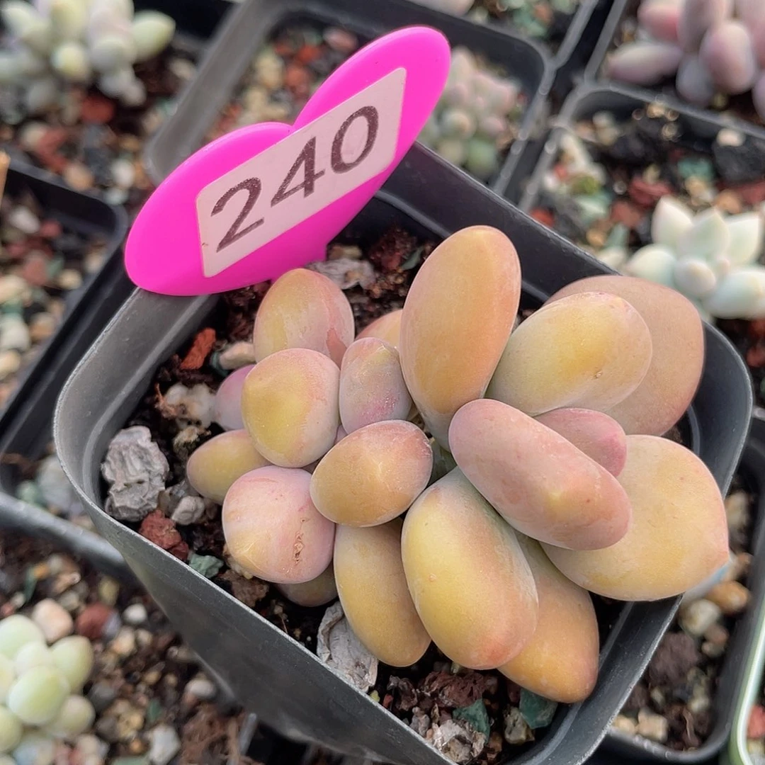 芒果奶 脱土发货 7口盆