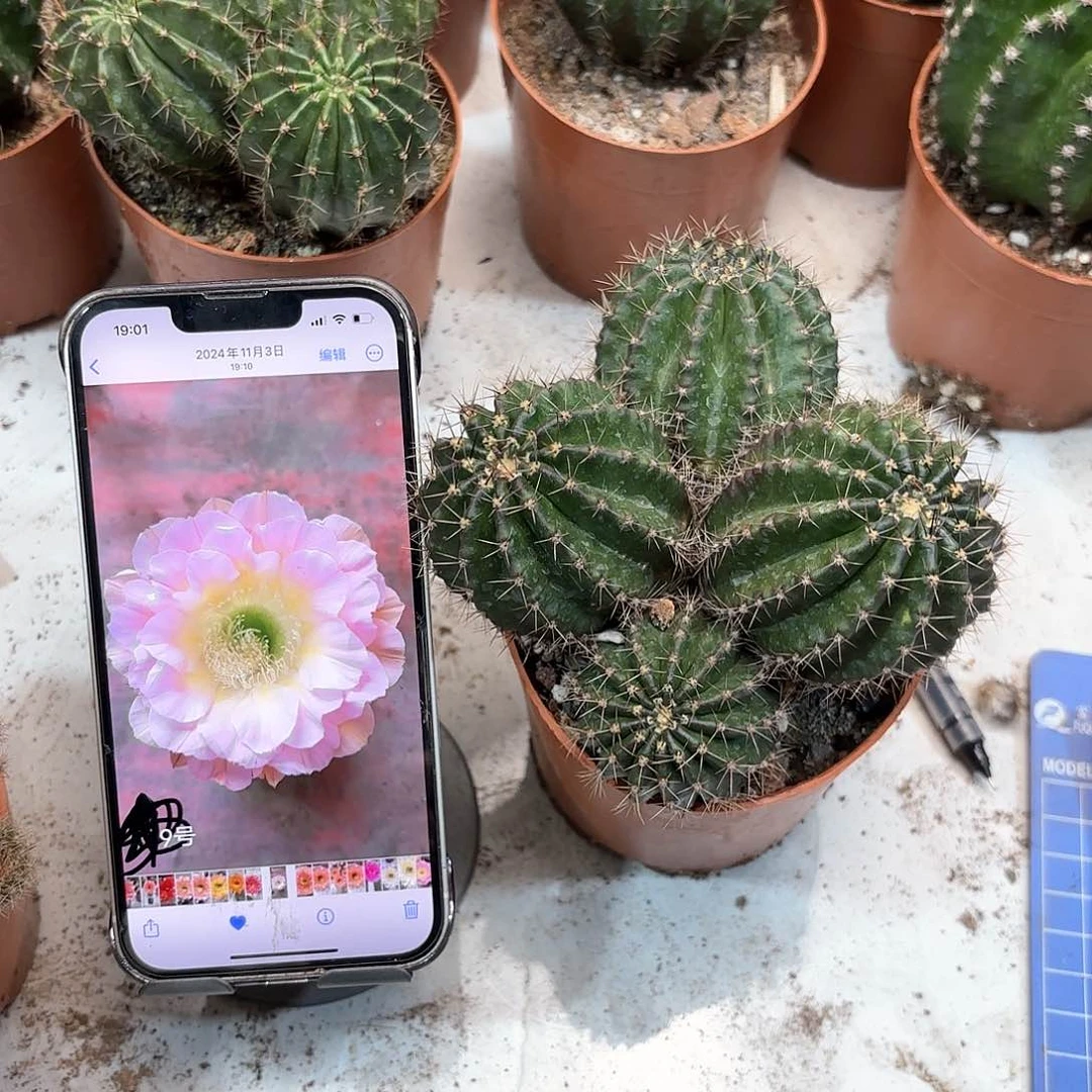 綄*彩草9号群生10公分