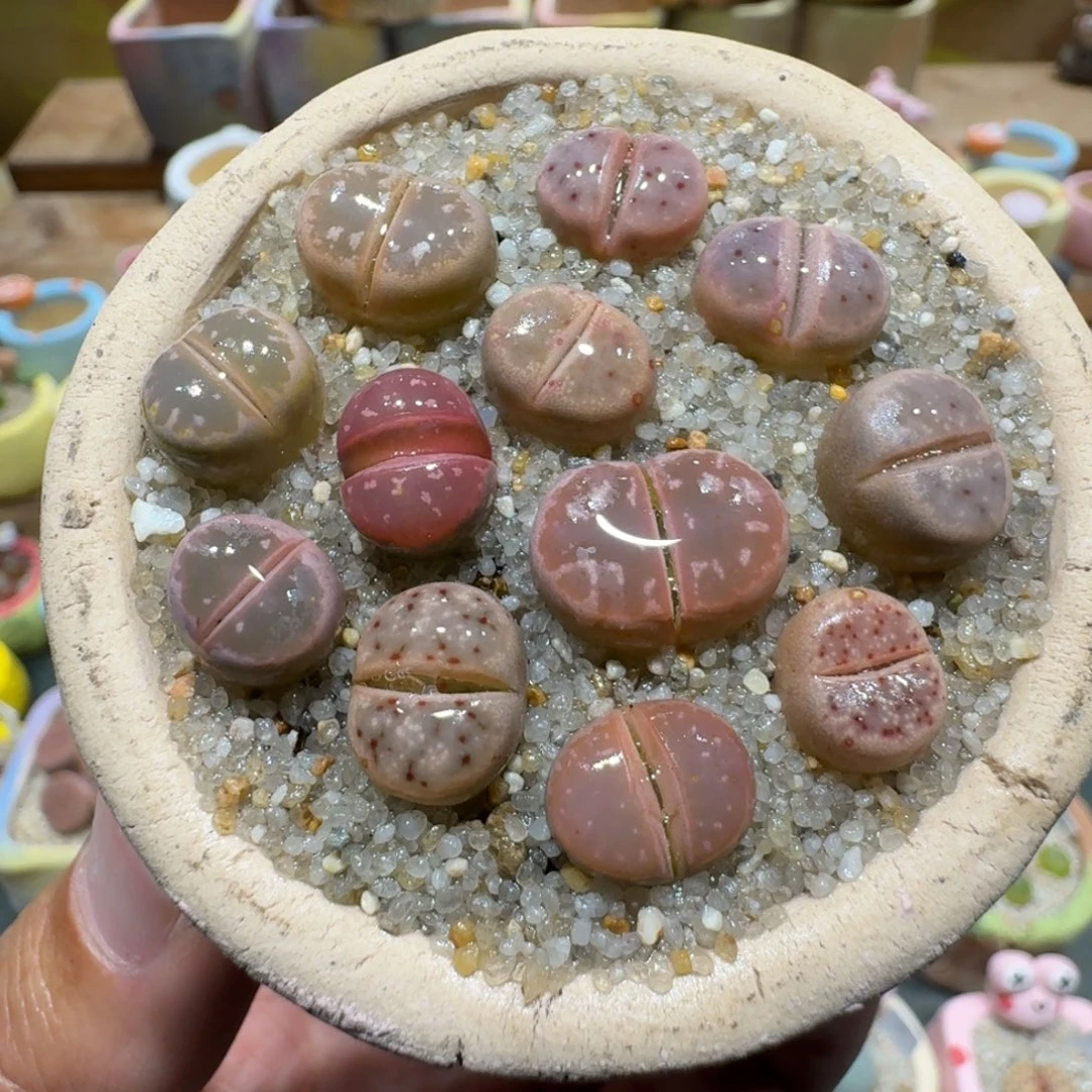 蘑菇1149彩拼多肉植物