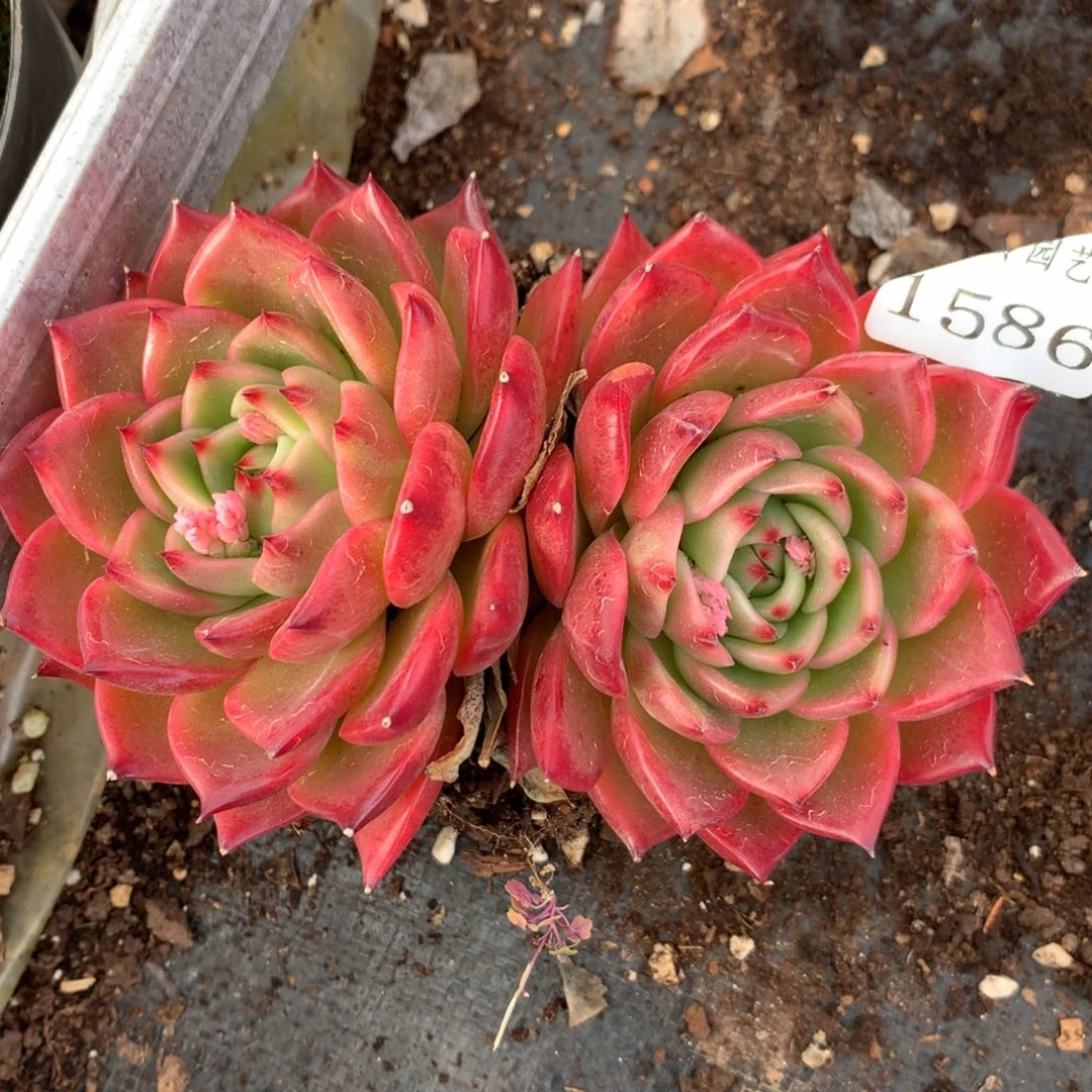 1586杂交多肉植物