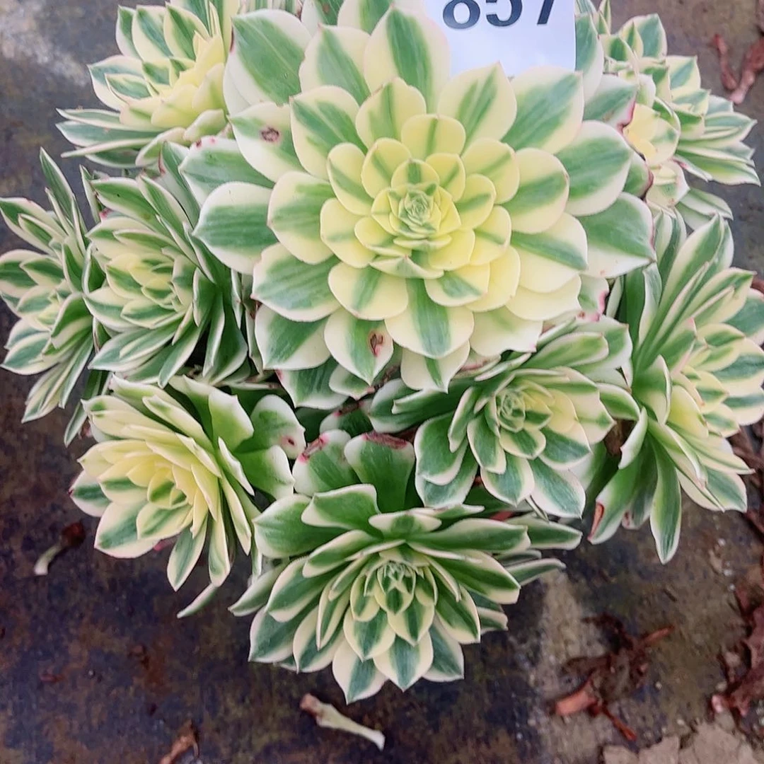 无花朵潇**生多肉植物857