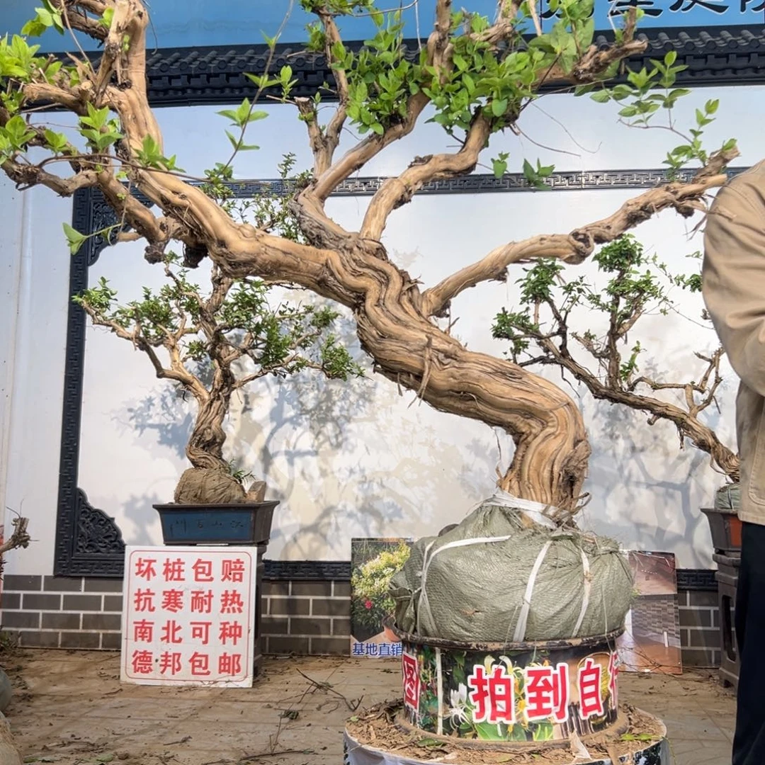 无花朵金银花开花22145556