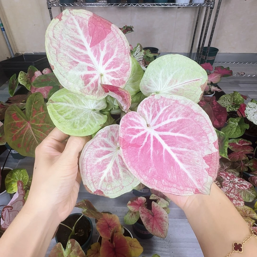 完全开放    19天堂莲花