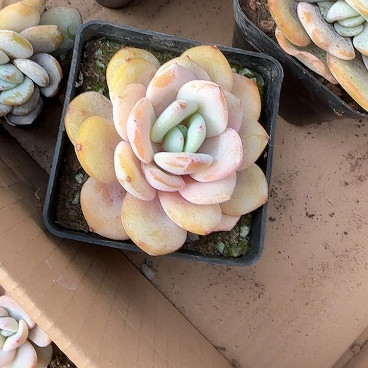 心****师青蛙王子儿童牙膏111