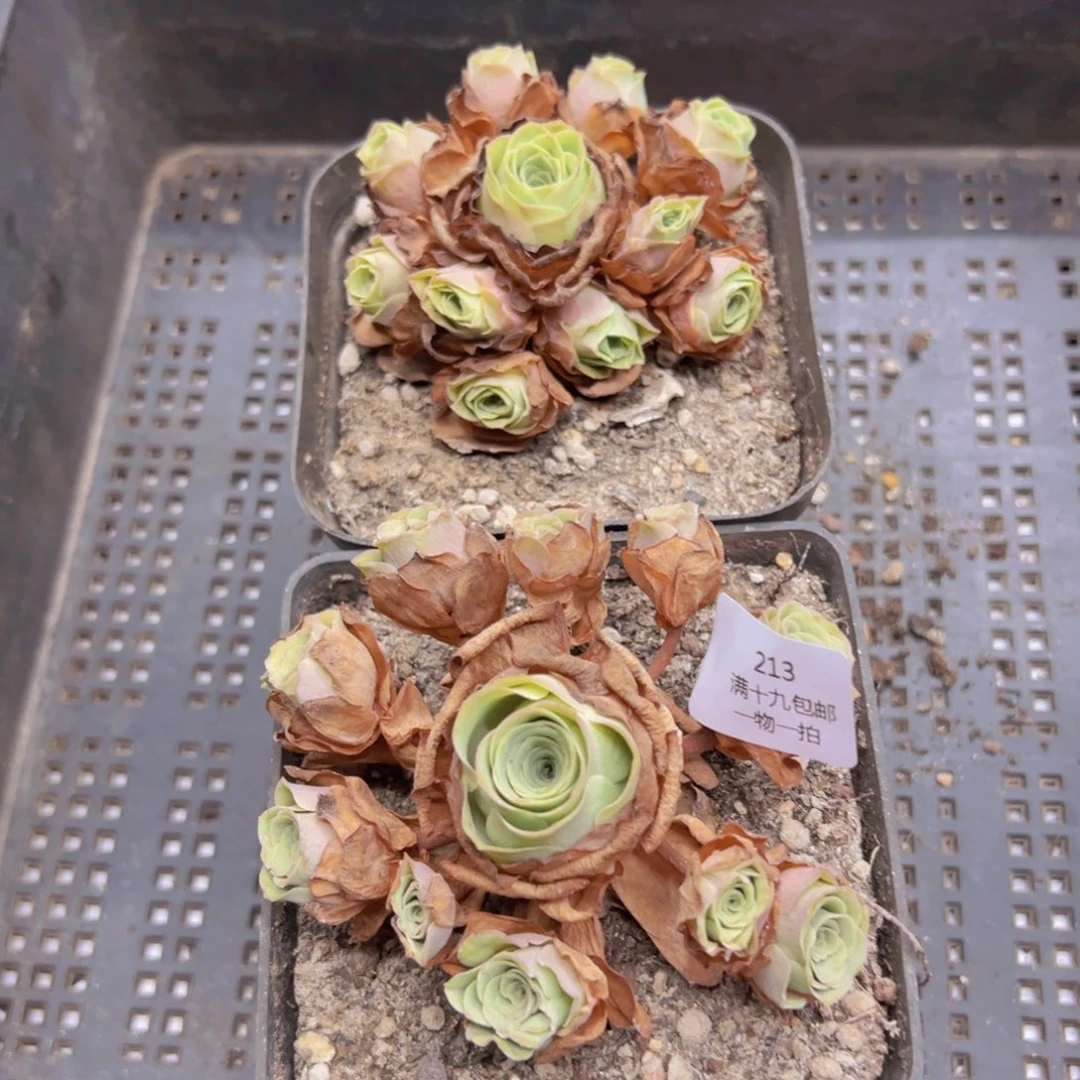 213 侧牙掉了不包损无售后