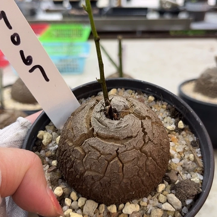 潮流植物龟甲龙9067