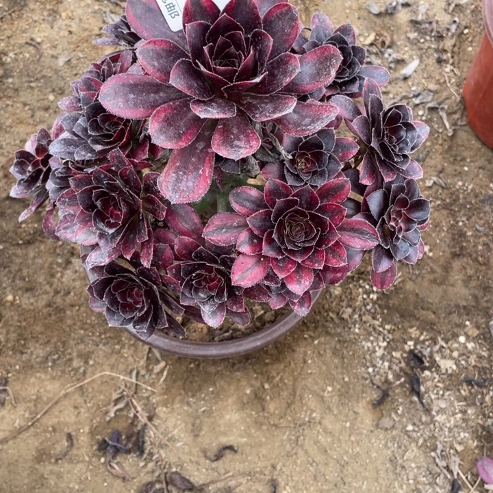 多肉花蝴蝶法师479