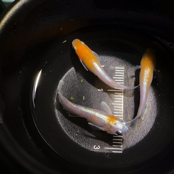 青鳉鱼观背青鱂一物一拍357