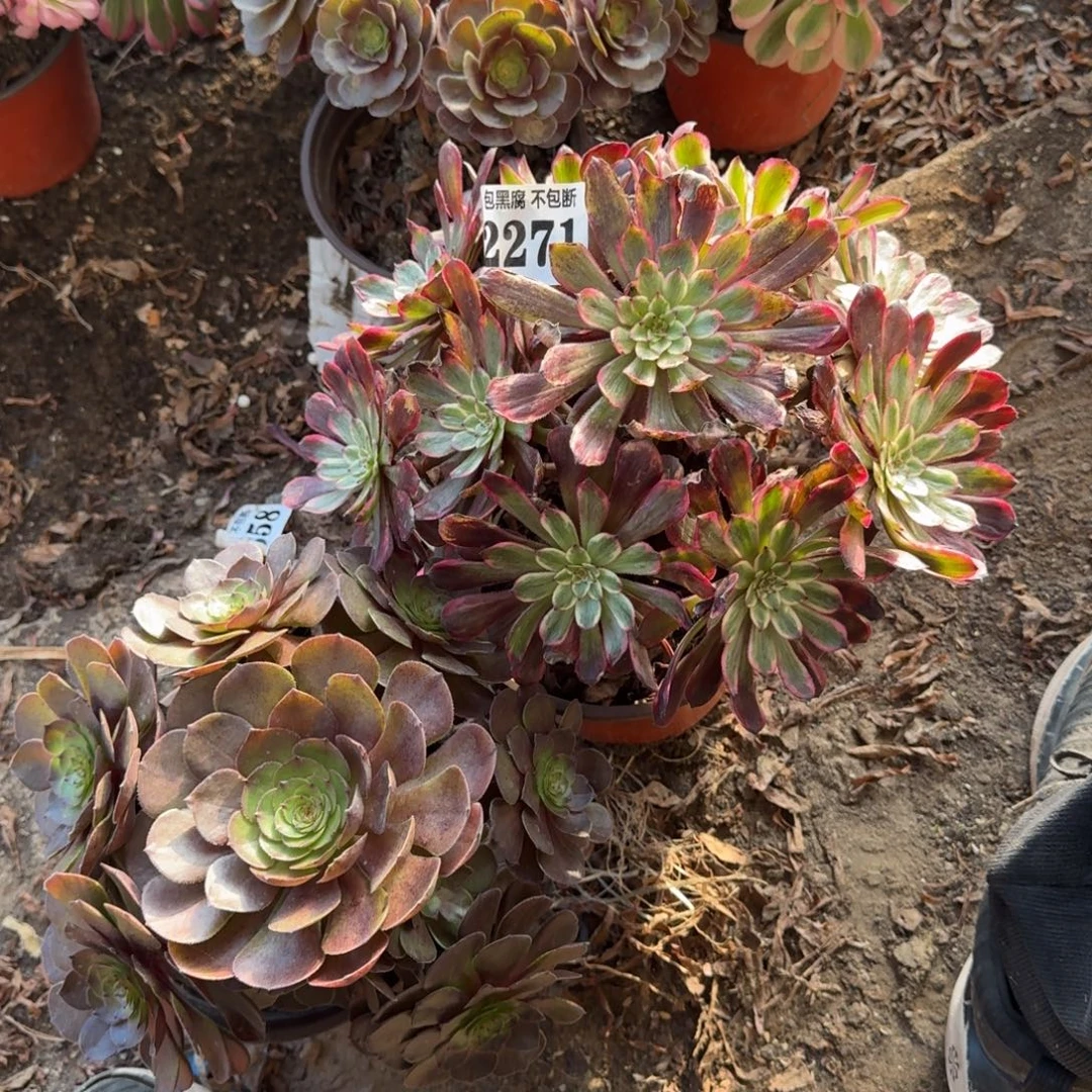 19-11法师炽焰莲 紫霞2271