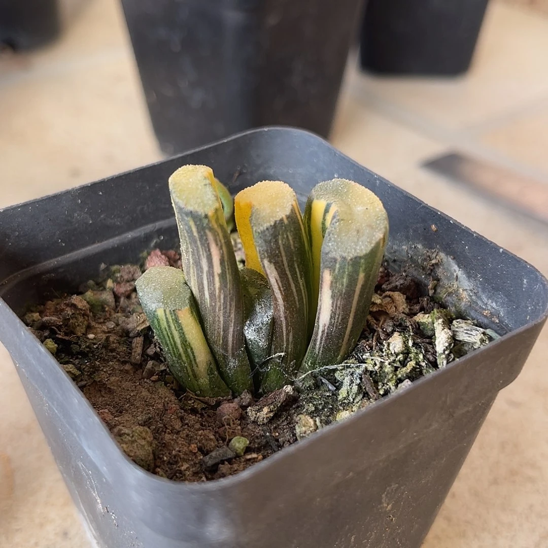 玉扇锦一物一拍下单包邮