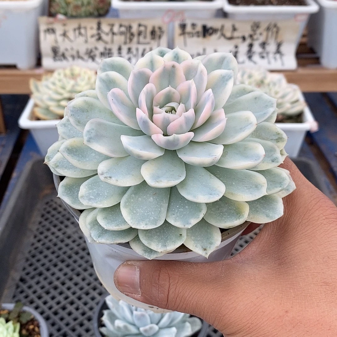 27106 大雪球锦 7 天后发货