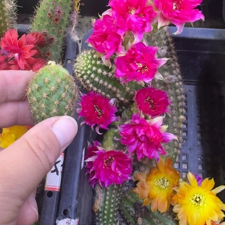 217白檀品红之眼2个无根牙小，20包邮