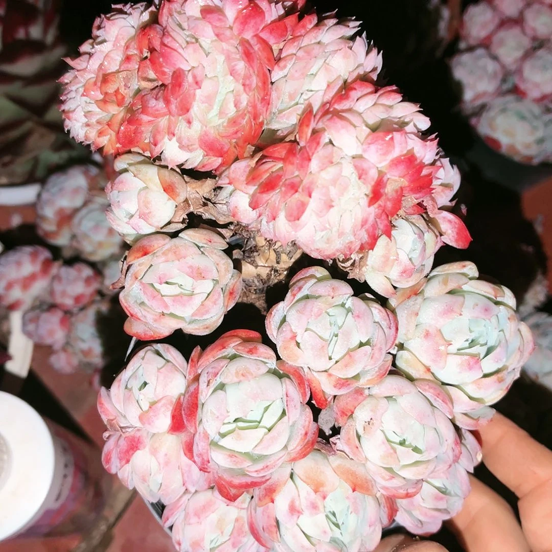 奶油贝瑞缀9.99多肉植物