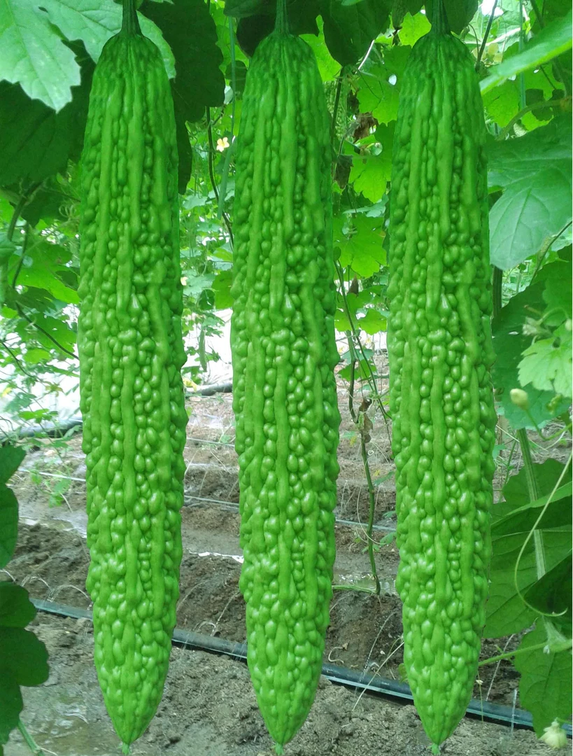 【顺丰包邮】农家自种苦瓜，夏日必备