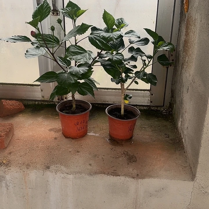 回***忆完全开放丹麦木槿花