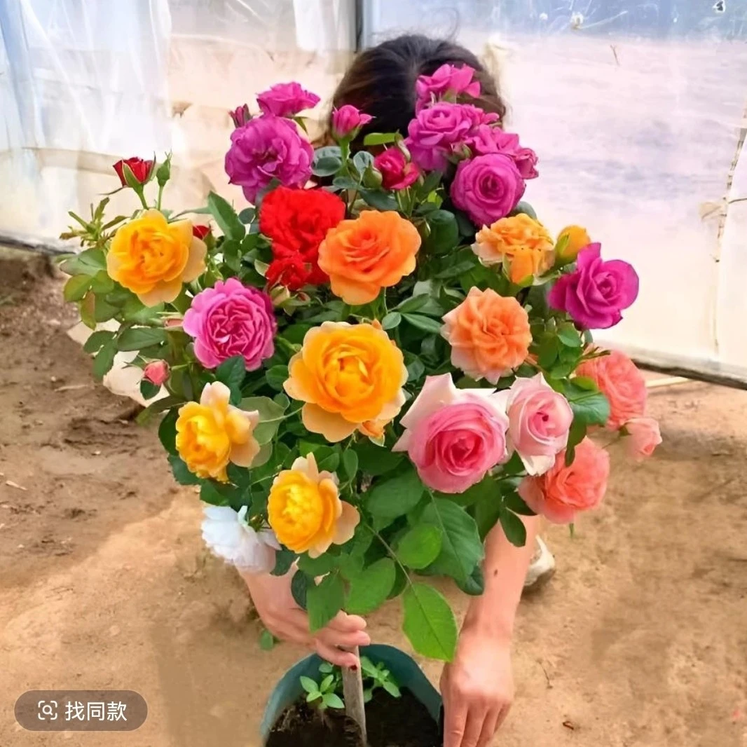 （带花 带花苞发货）混色树桩月季浓香四季开花