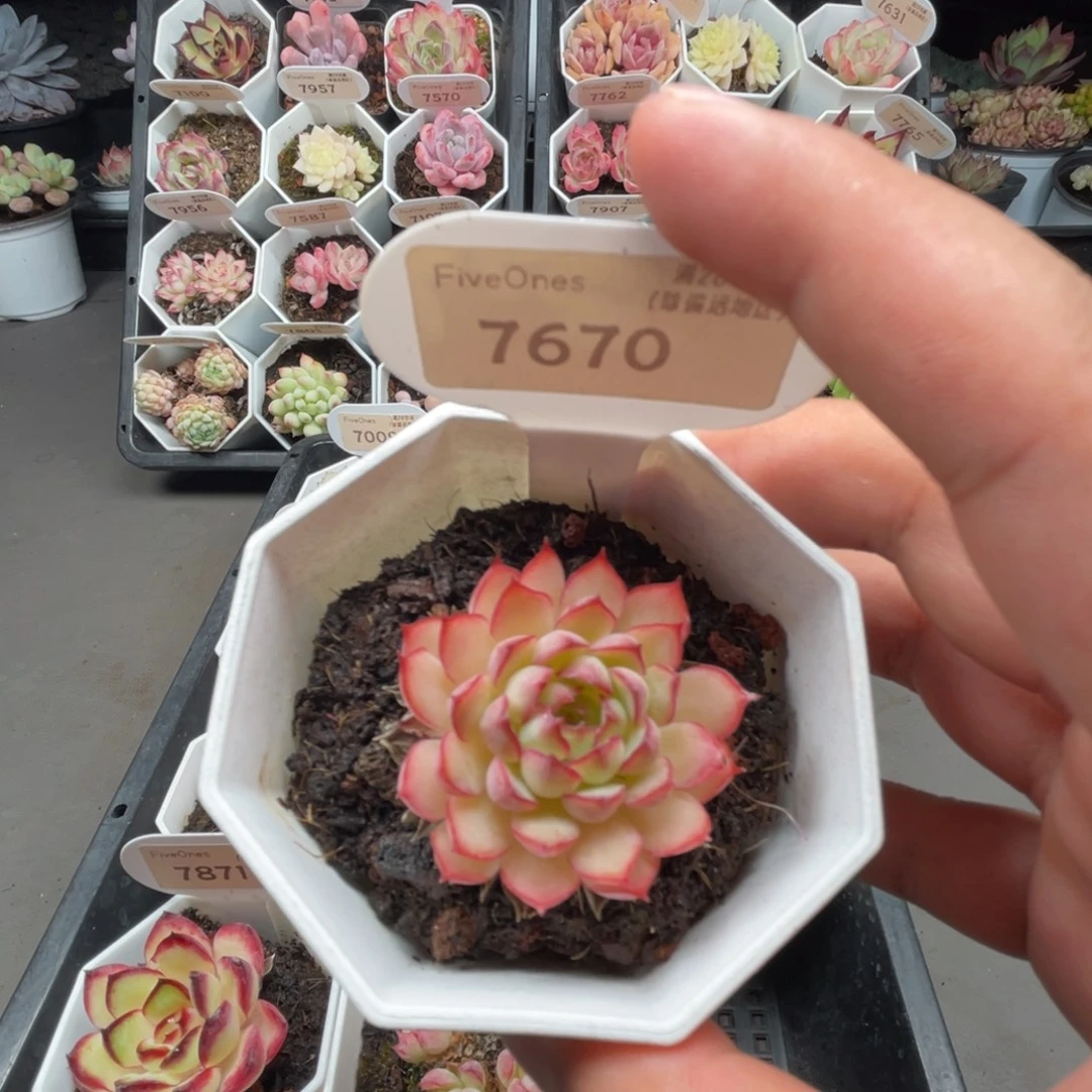 7670梦幻玫瑰4.0厘米