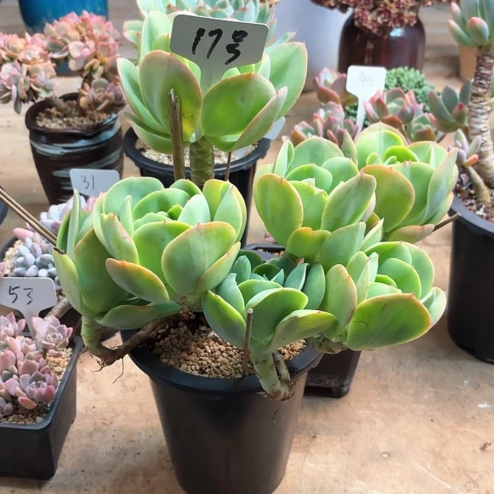 多肉植物，鸡蛋碧桃17号