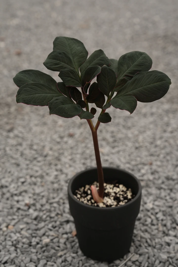 巫蛊百合Amorphophallus Atroviridis魔芋泰国进口室内块根绿植