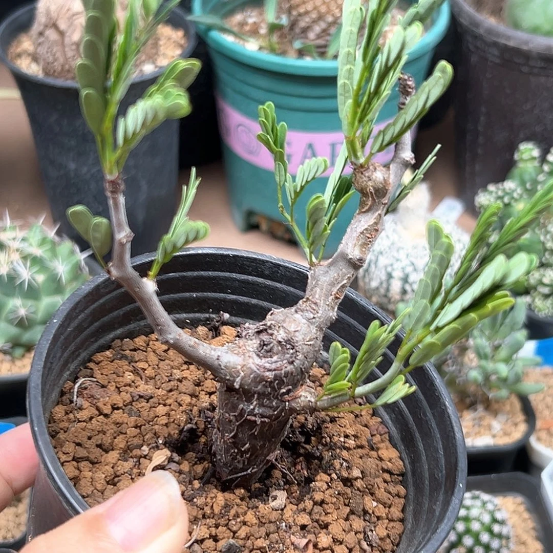 无花朵沙漠苏木一颗一颗一颗