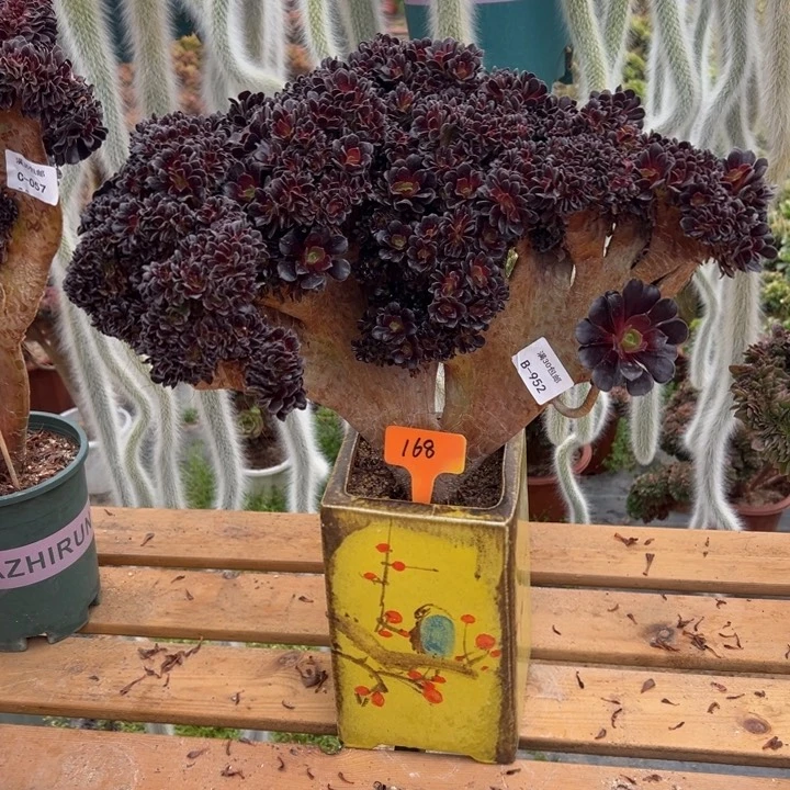 迪****?952 欧紫自然朵缀 不包断枝