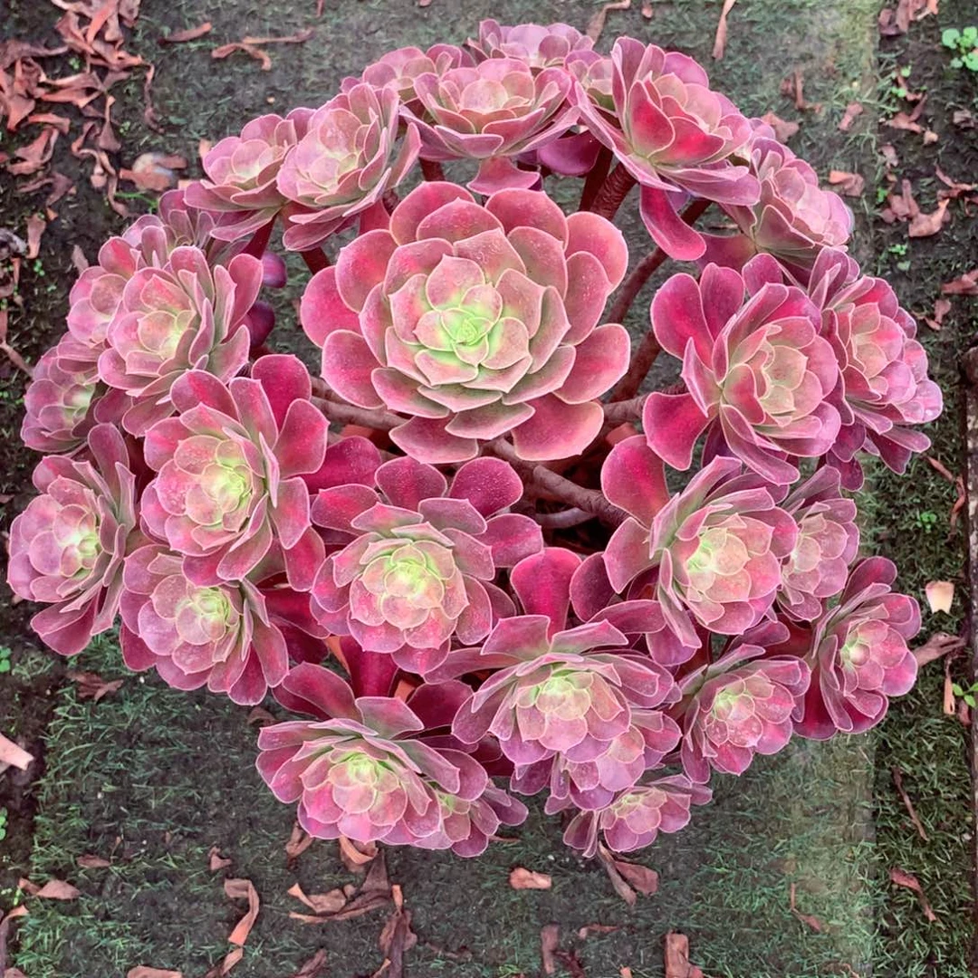 花纳锦，多肉植物的