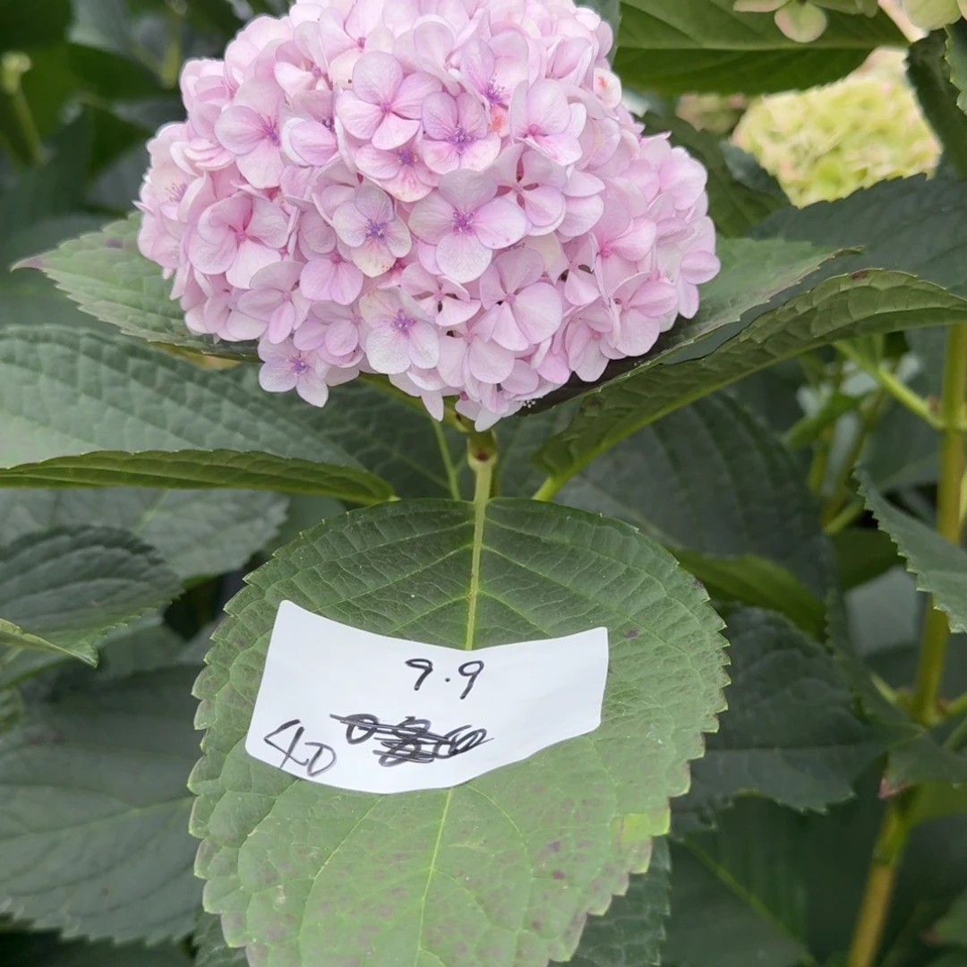 微许绣球 小汤圆 莫奈