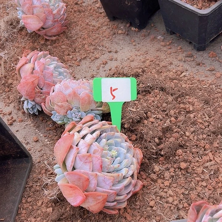 5号梦露一个脱土多肉