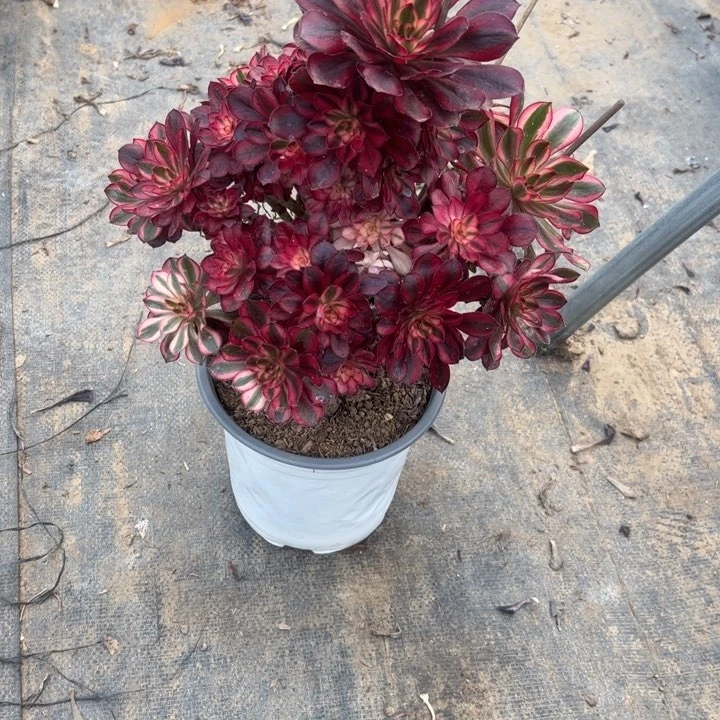 29香多肉多肉多肉多肉