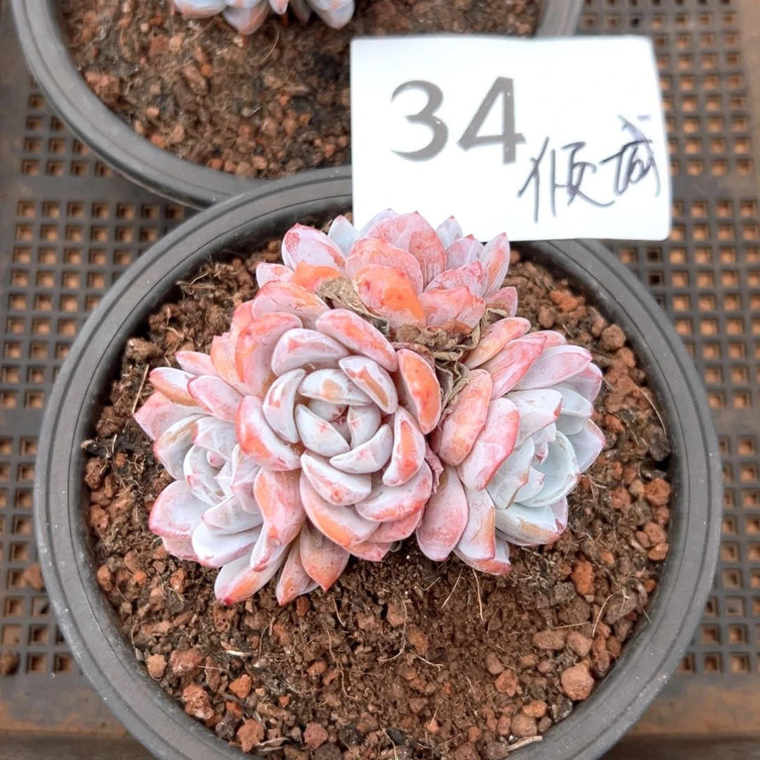 -****?34号的火车就坚持拒绝