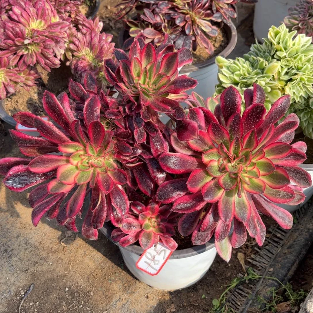 185多肉植物香奈儿缀化