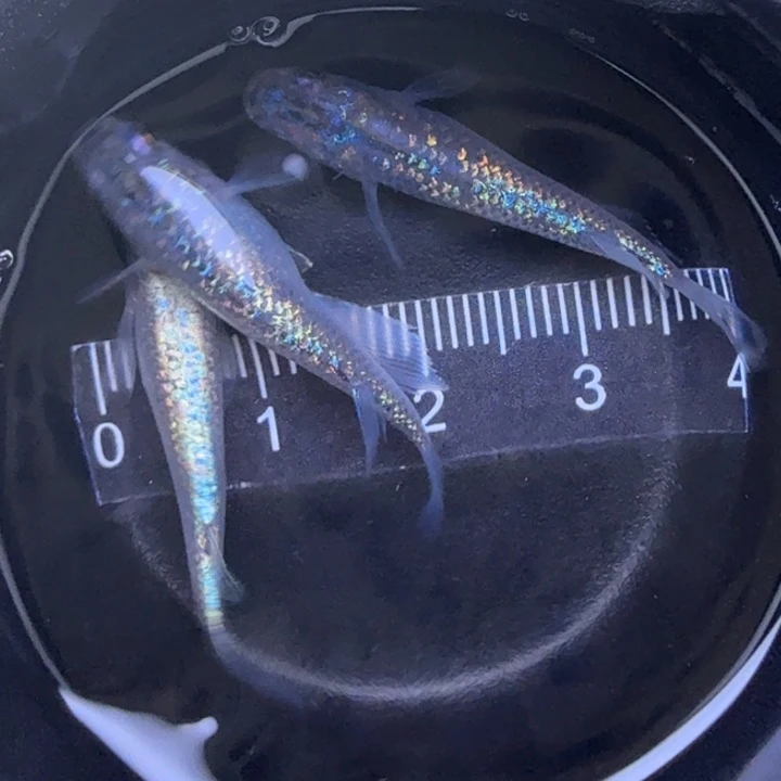 青鳉鱼海王星31号