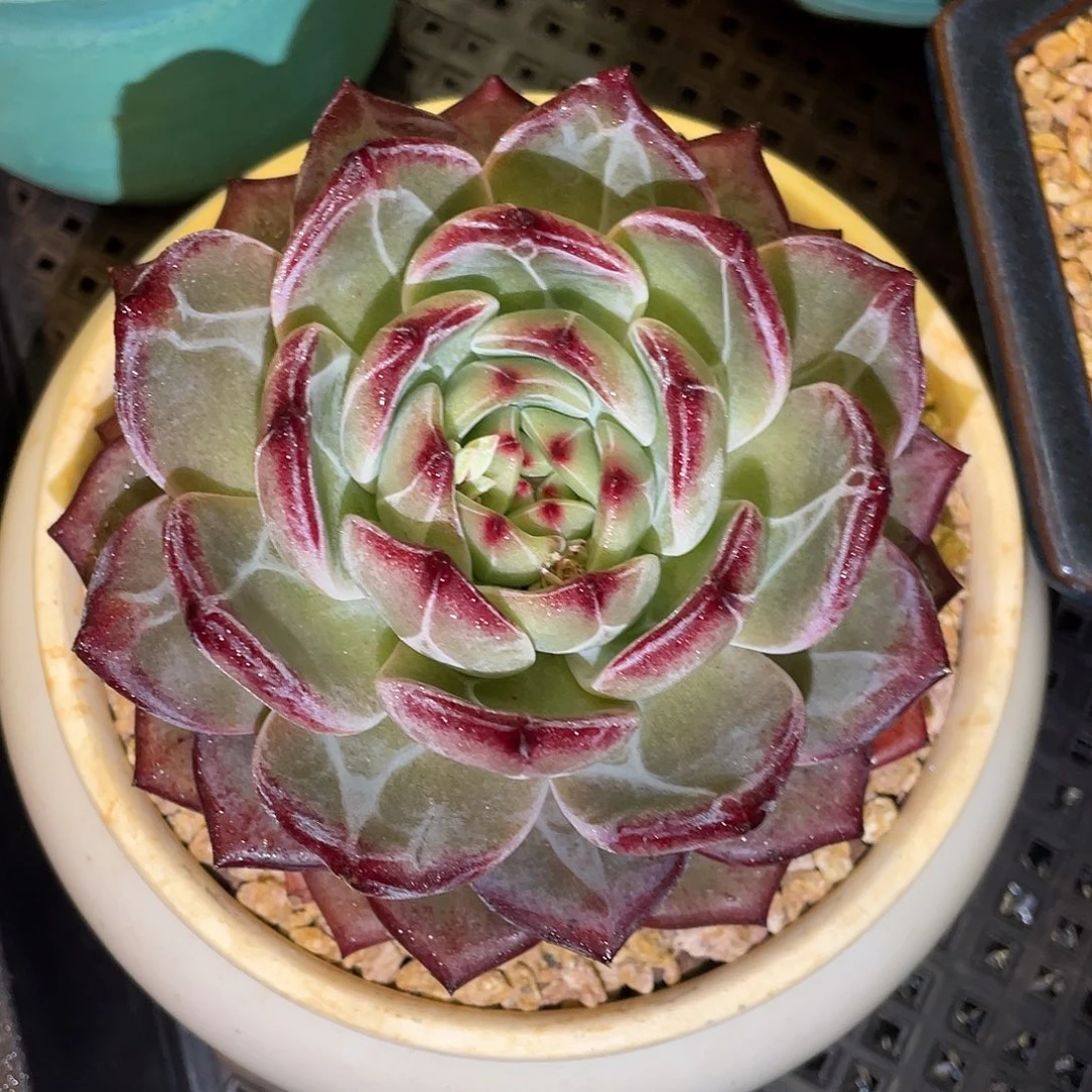 多肉植物一物一拍