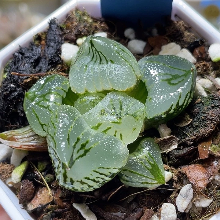 667杨贵妃特选福利