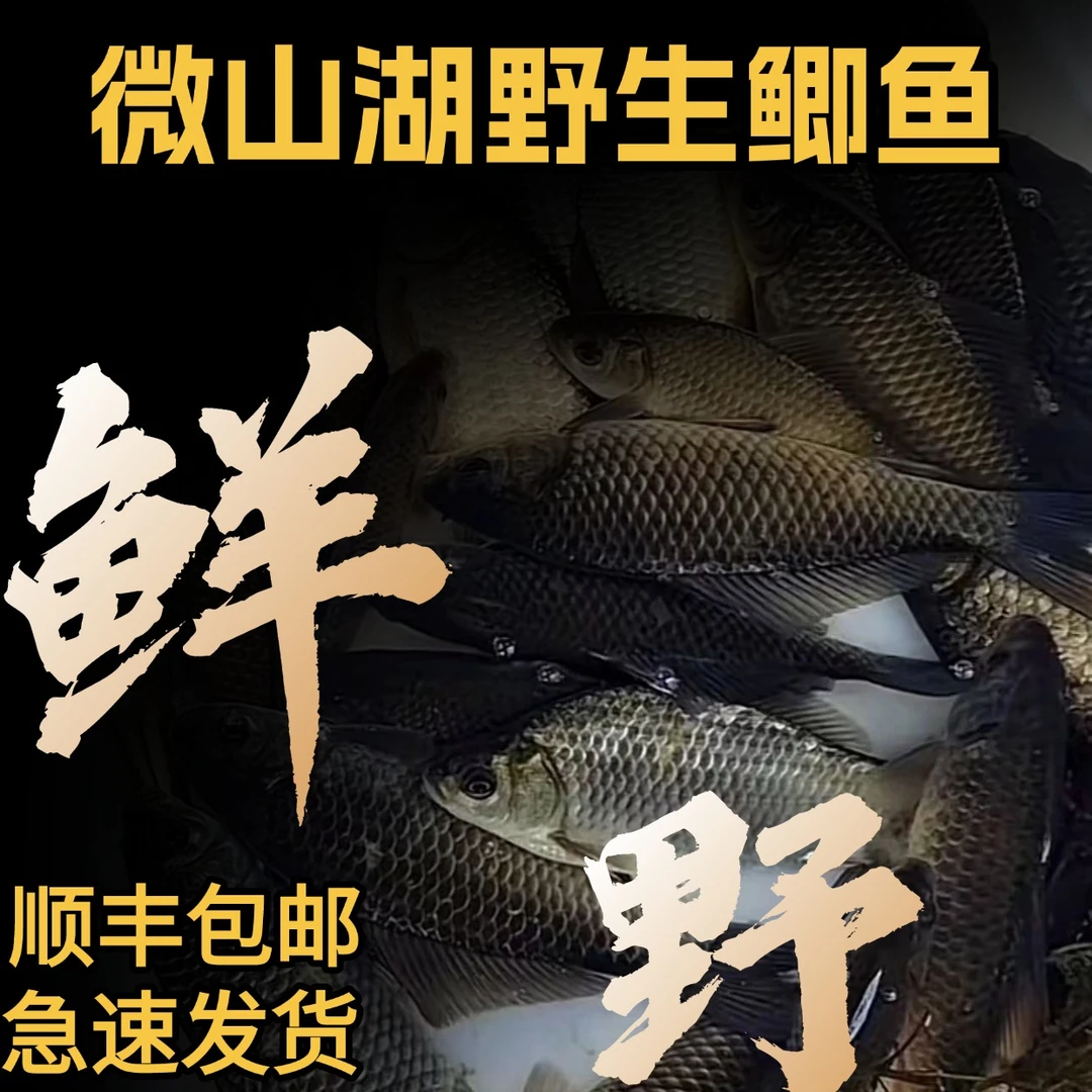 正宗微山湖野生鲫鱼单条（300g左右）原生态 野生鲜活鲫鱼 顺丰包邮