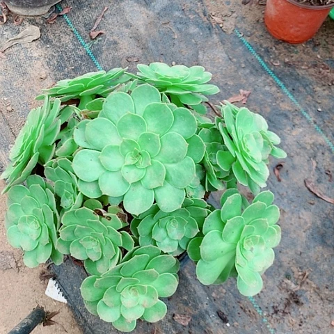 万圣节多肉植物法师7号