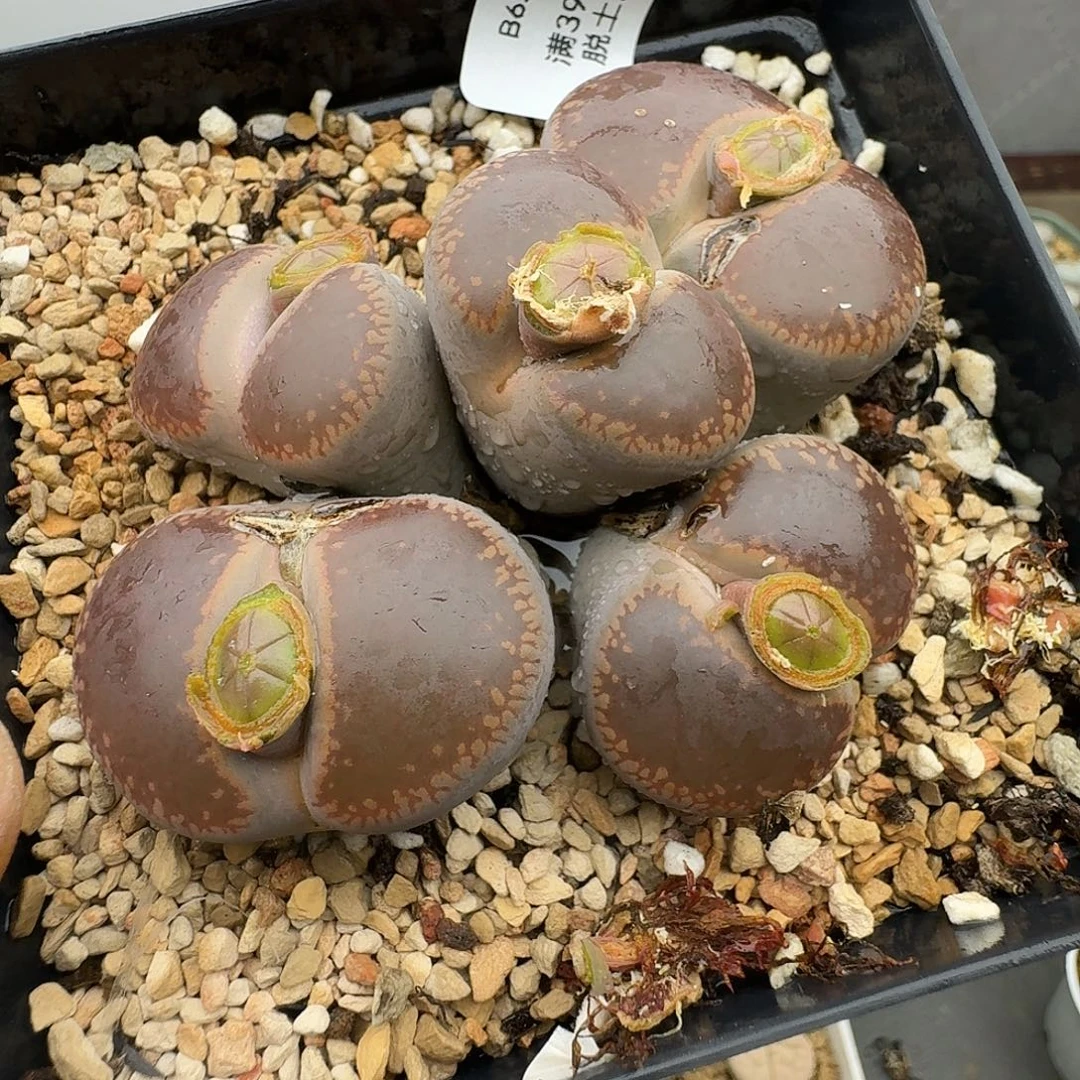 626多肉哈哈哈哈哈给哥哥