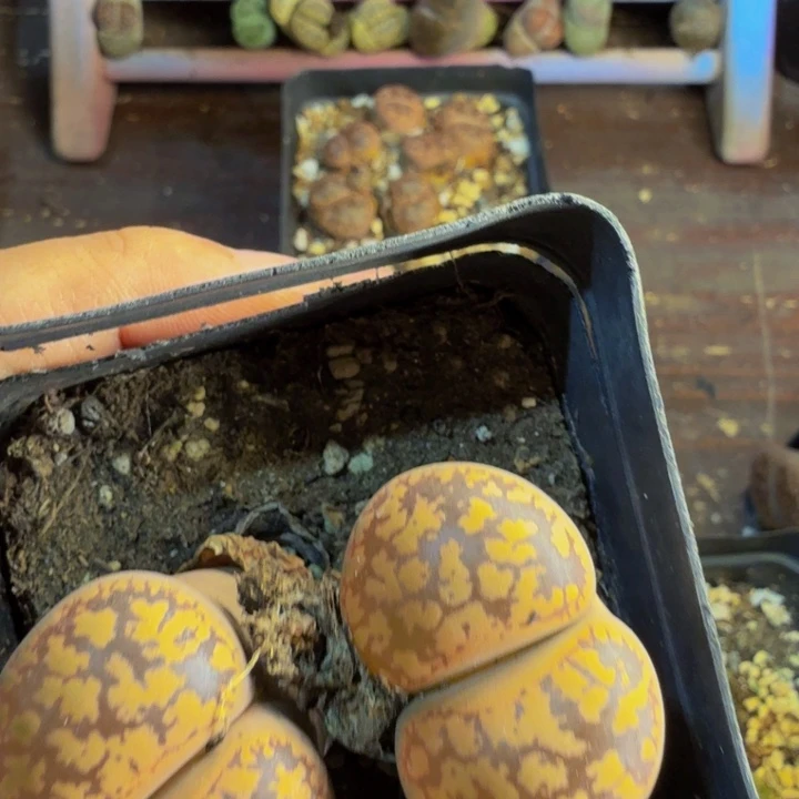 奕*多肉葡萄的季节32