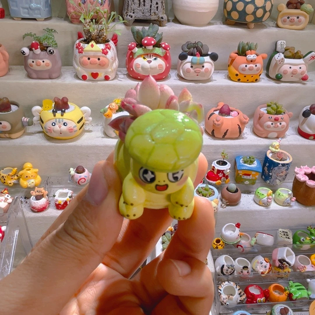 007高端多肉带盆土一套33