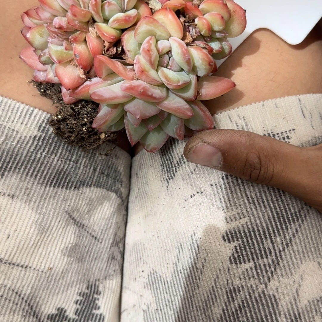 ****肉一物一拍泡芙缀46