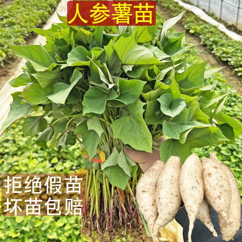 【白皮人参薯苗】板栗薯秧苗种子高产地瓜苗原种红薯苗种植山芋苗