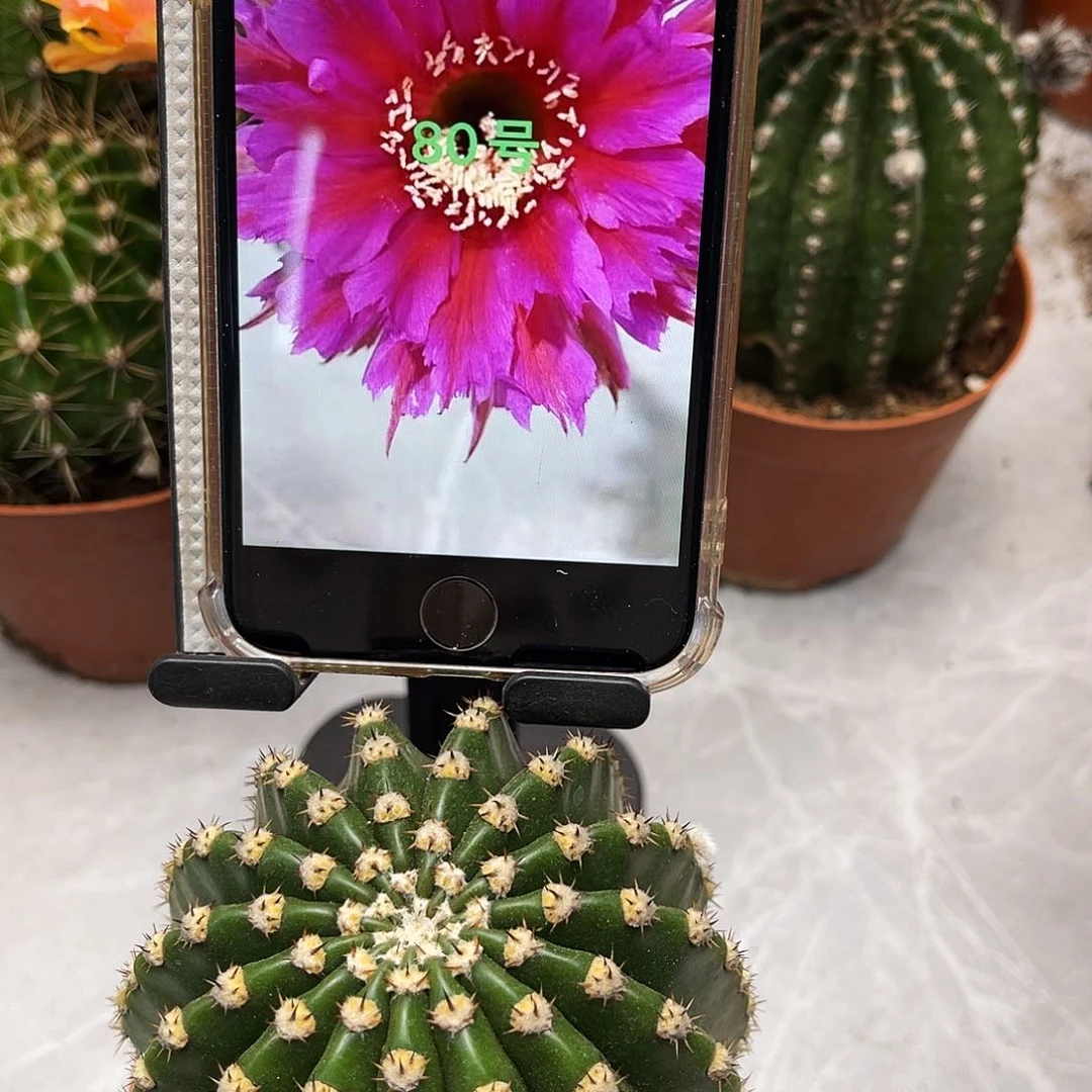 彩草80号7公分左右