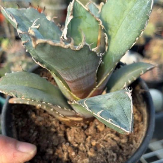 当前无花栽培后可以开花自根正版白鲸