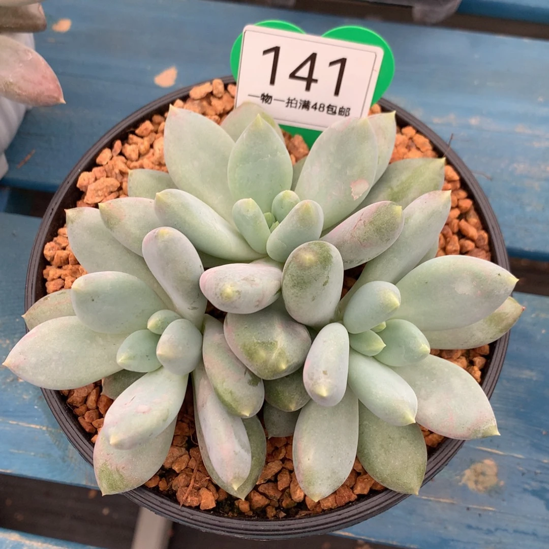 哥特萝莉黄体3头141