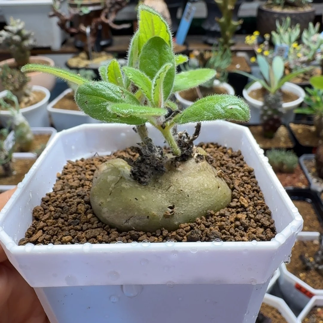 白花断涯018 仙人球