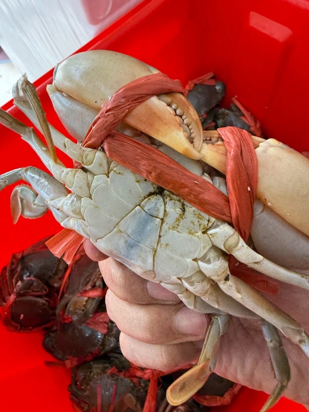 浙江福建本地野生秋米蟹