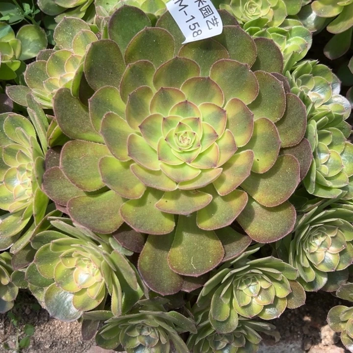 雨荷多肉植物158