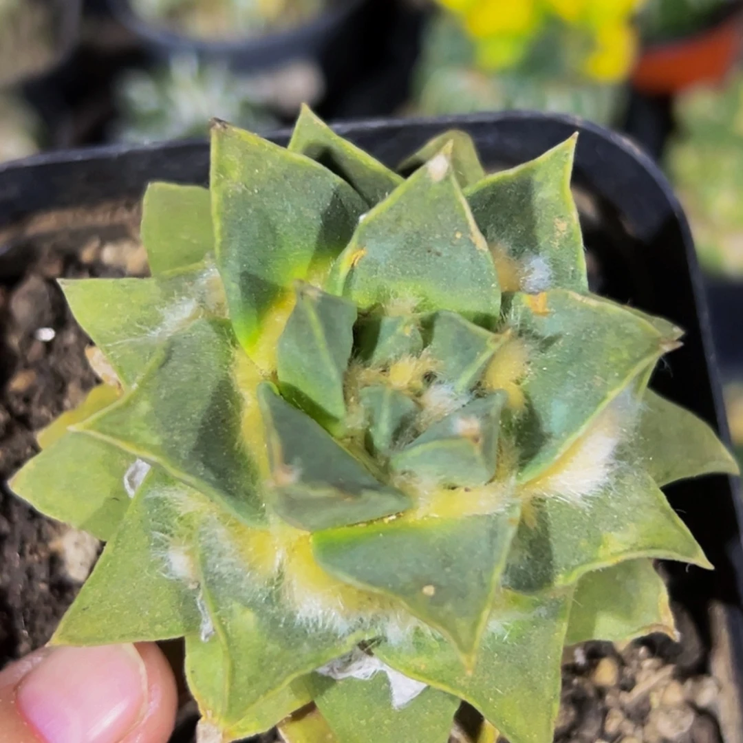 无花朵自根龙牙青瓷牡丹锦257