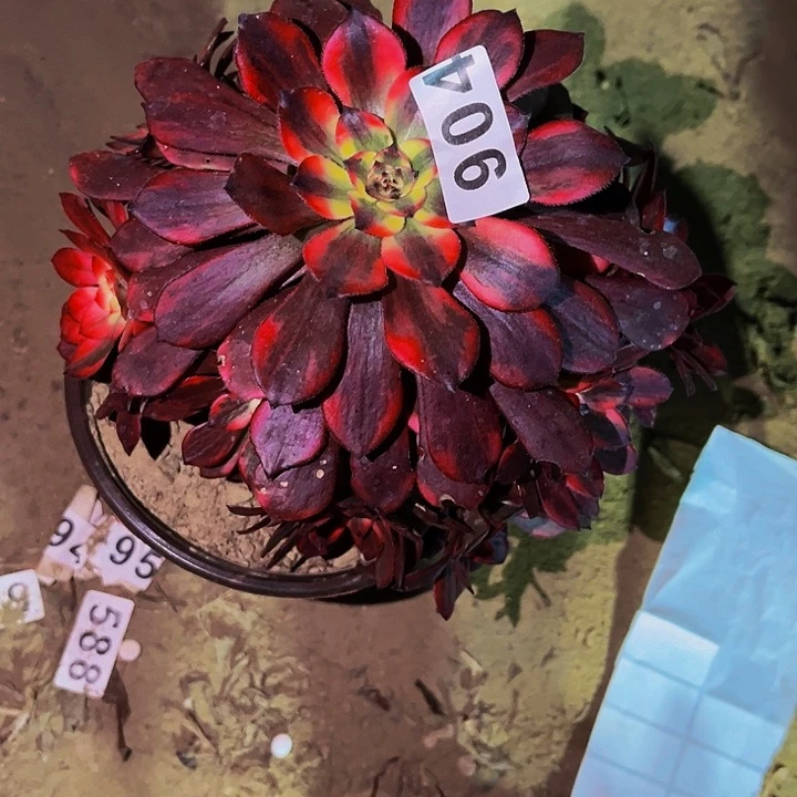 904火烧云云多肉植物处理不售后